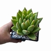 Echeveria agavoides Corderoyi