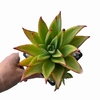 Echeveria agavoides Macabeana XL