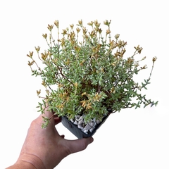 Crassula biplanta