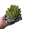 Echeveria agavoides