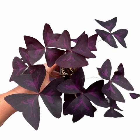 Oxalis triangularis