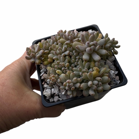 Graptopetalum pachyphyllum - comprar online