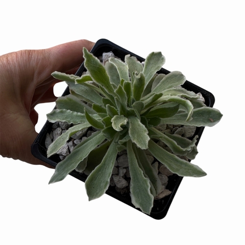 Aeonium Ballerina - comprar online