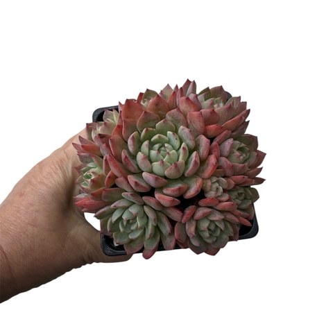 Echeveria Sitifukumiama - comprar online