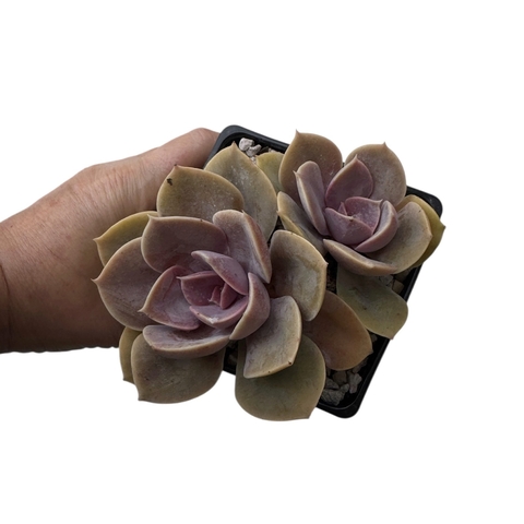 Echeveria Perle von Nürnberg (PVN) - comprar online