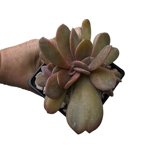 Graptoveria Fred Ives crestado - comprar online