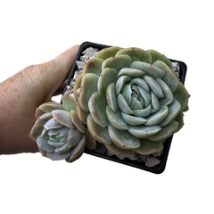 Echeveria elegans, Potosina - comprar online