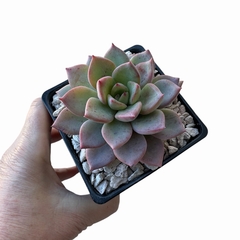 Echeveria Julie