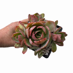 Echeveria Powder Blue