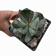 Adromidchus cooperi x truncatus