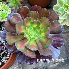 Aeonium Kilimanjaro en internet