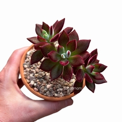 Echeveria Devotion - comprar online