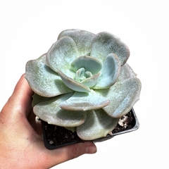 Echeveria Moondust