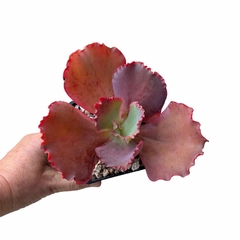 Echeveria Red Trump - comprar online