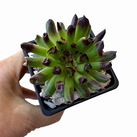 Sempervivum Oddity