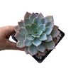 Echeveria desmetiana subsessilis