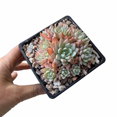 Graptoveria Simsie