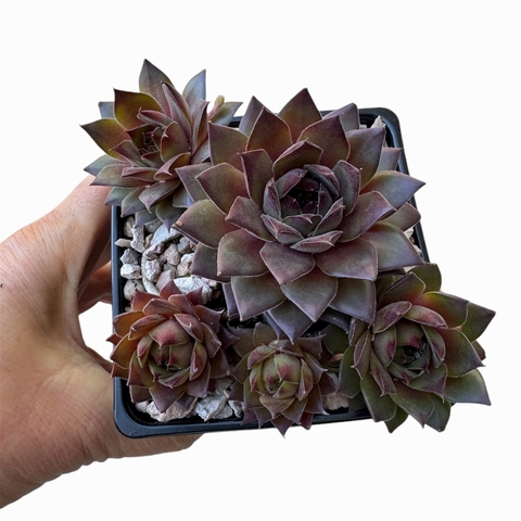 Sempervivum Old Rose