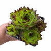 Sempervivum tectorum