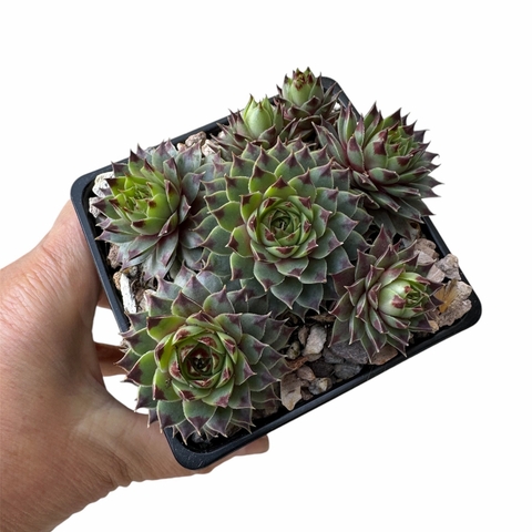 Sempervivum calcareum Nigricans