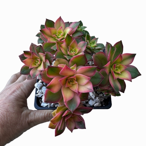 Aeonium kiwi