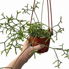 Rhipsalis cereuscula