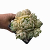 Echeveria Mexican Snowball