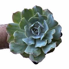 Echeveria Cielo XL