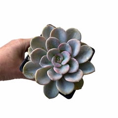 Pachyveria Orpet