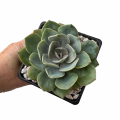 Echeveria Brisa - comprar online