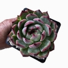 Echeveria chihuahuaensis