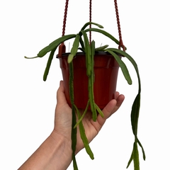 Rhipsalis micrantha f. micrantha