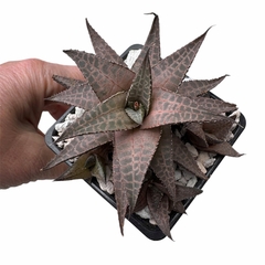 Haworthia tessellata