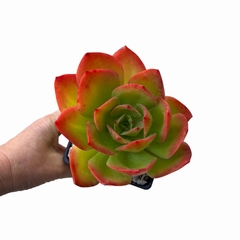 Echeveria Jacana XL