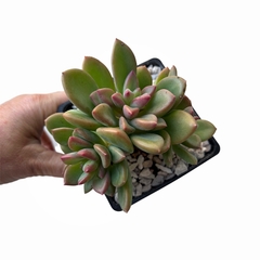 Graptosedum California Sunset - comprar online