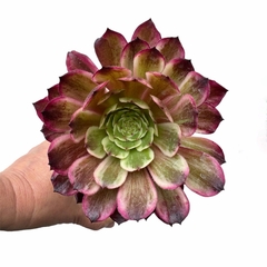 Aeonium Ink Painting