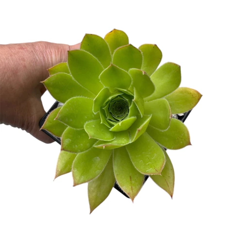 Aeonium Black Magic revertido