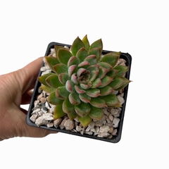 Echeveria Memory