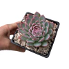 Echeveria Violet Queen