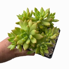 Sedum Prius - comprar online