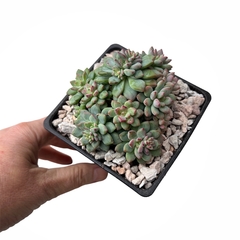 Echeveria Querencia