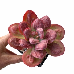 Echeveria Baron Bold XL