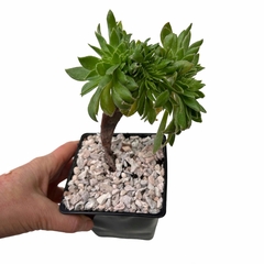 Aeonium Bronze Medal crestado - comprar online
