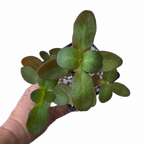 Crassula Purple Dragon