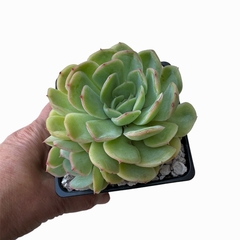Echeveria Strawberry Ice - comprar online