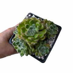 Echeveria x ciliata