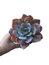 Echeveria Nivea - comprar online