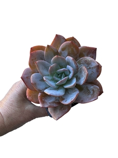 Echeveria Nivea - comprar online