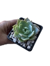 Sedum suaveolens