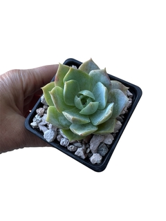 Sedum suaveolens
